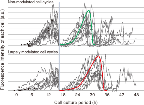 Fig.3-11 Timecourse of the fluorescence of irradiated cells relevant to cell cycle progression