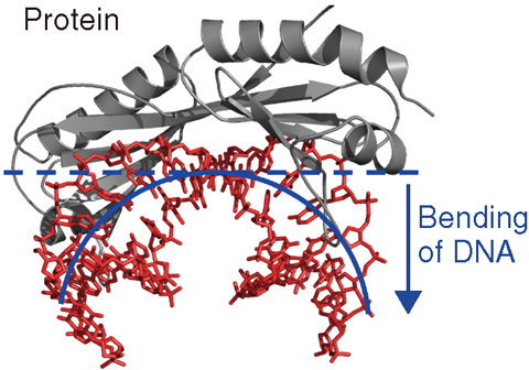 Fig.5-22 Bending of DNA by protein binding
