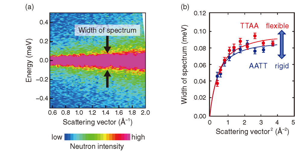Fig.5-23 (a) Quasi-elastic neutron spectrum of DNA and (b) width of spectrum