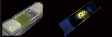 Fig.4-12  The color and luminescence of the U(IV) compound