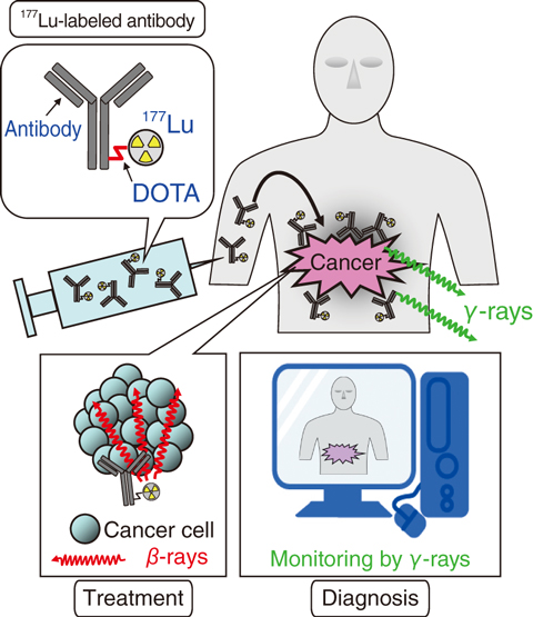 Fig.5-29  Treatment and diagnosis of cancer by a 177Lu-labeled antibody
