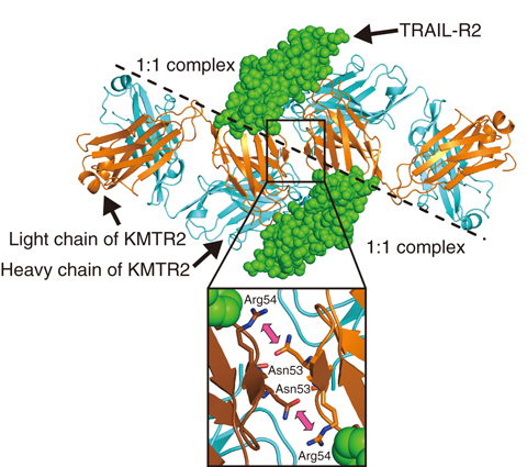 Fig.5-31  Functional unit for the reaction mechanism of KMTR2