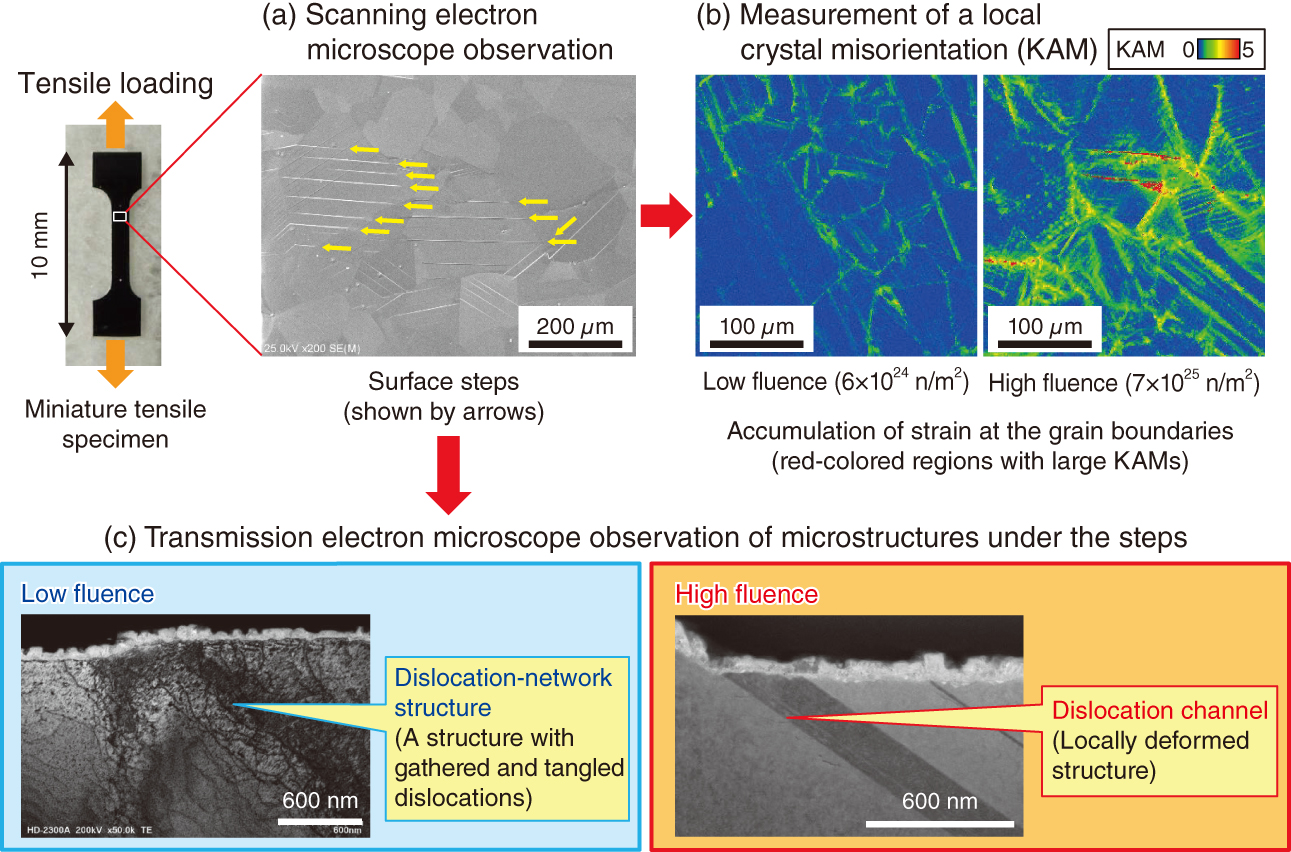 Fig.2-9 Deformed structures and strain distributions on the surfaces of irradiated stainless steels after applying plastic deformation