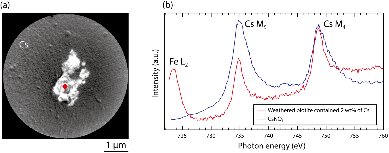Fig.1-39  (a) SR-PEEM image of weathered biotite containing 2wt% Cs and (b) Comparison of the X-ray-absorption spectrum between weathered biotite containing Cs and CsNO3