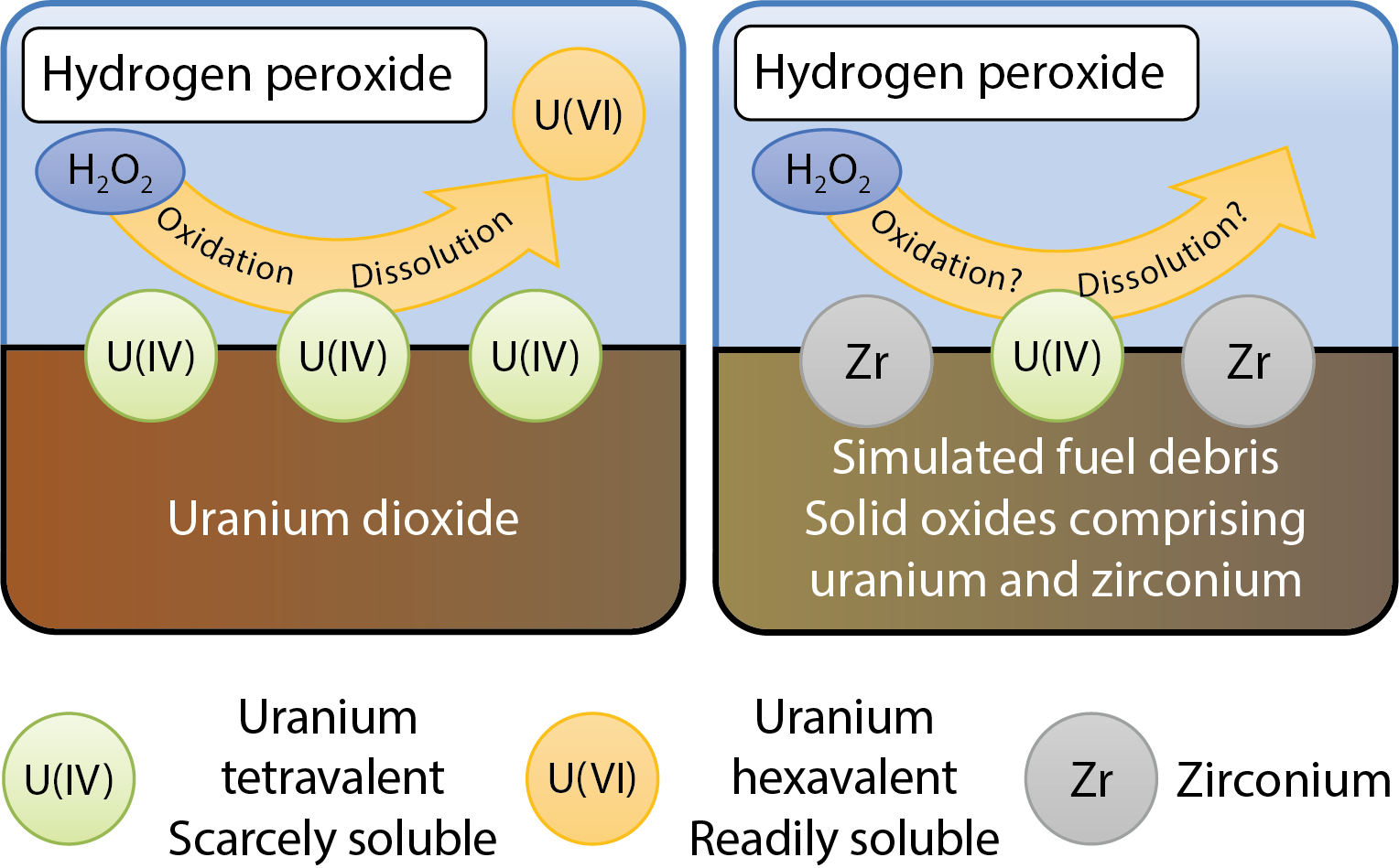 Fig.1-8  Reaction scheme of U dissolution by H2O2