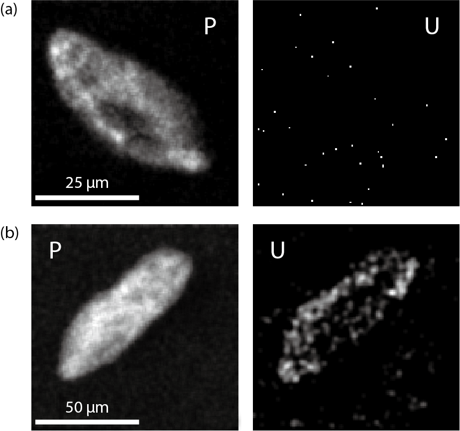 Fig.3-4  Adsorption of uranium on Paramecium cells