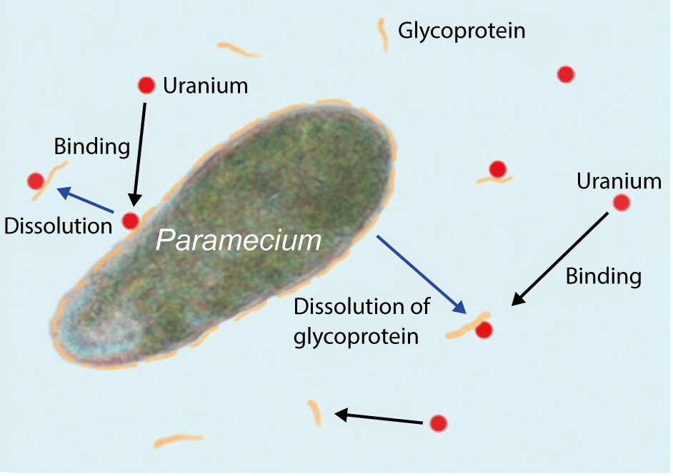 Fig.3-5  Binding of uranium to soluble surface glycoprotein of Paramecium cells
