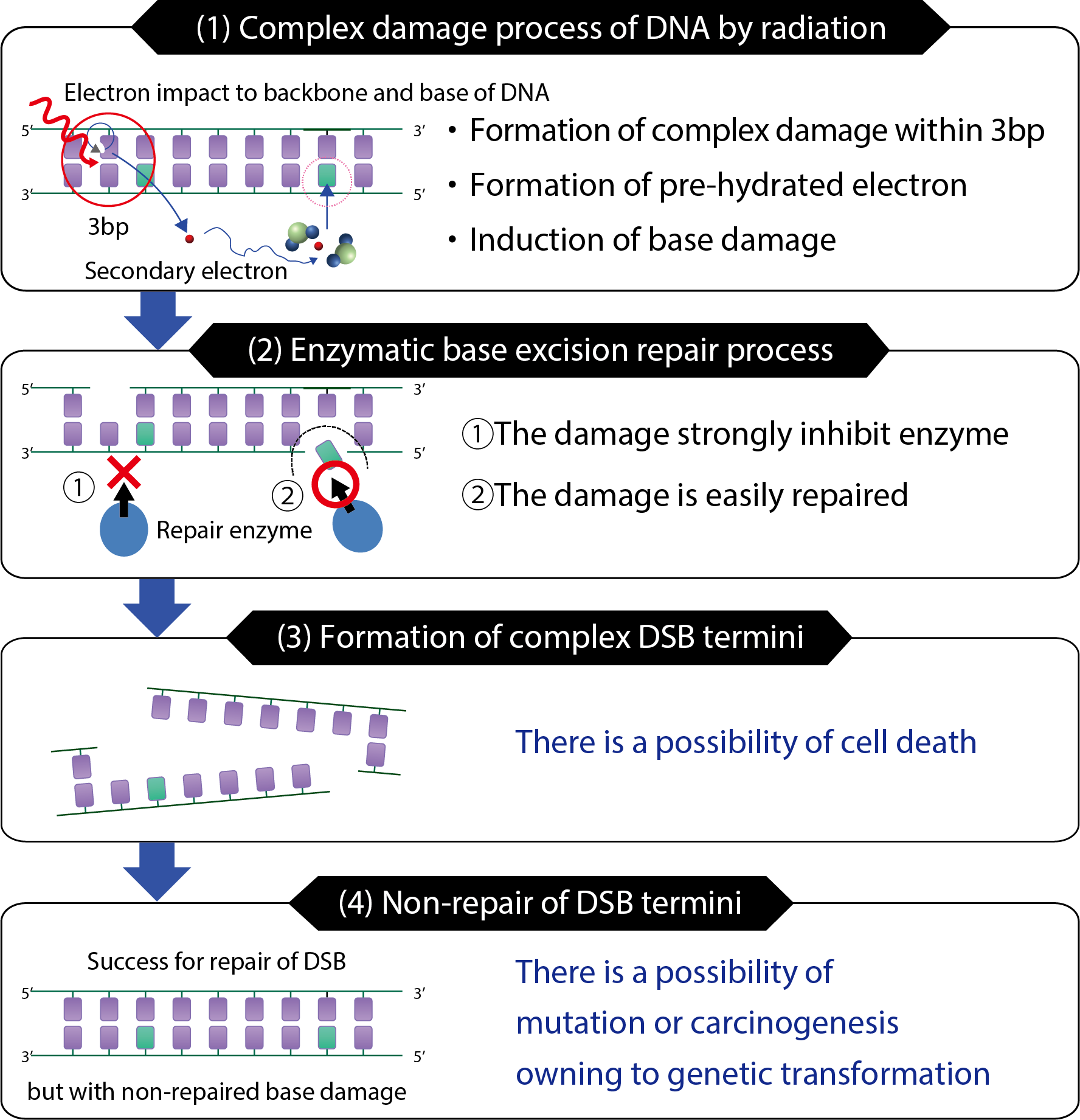 Fig.4-11  Relationship of DSB to base damage and biological effects