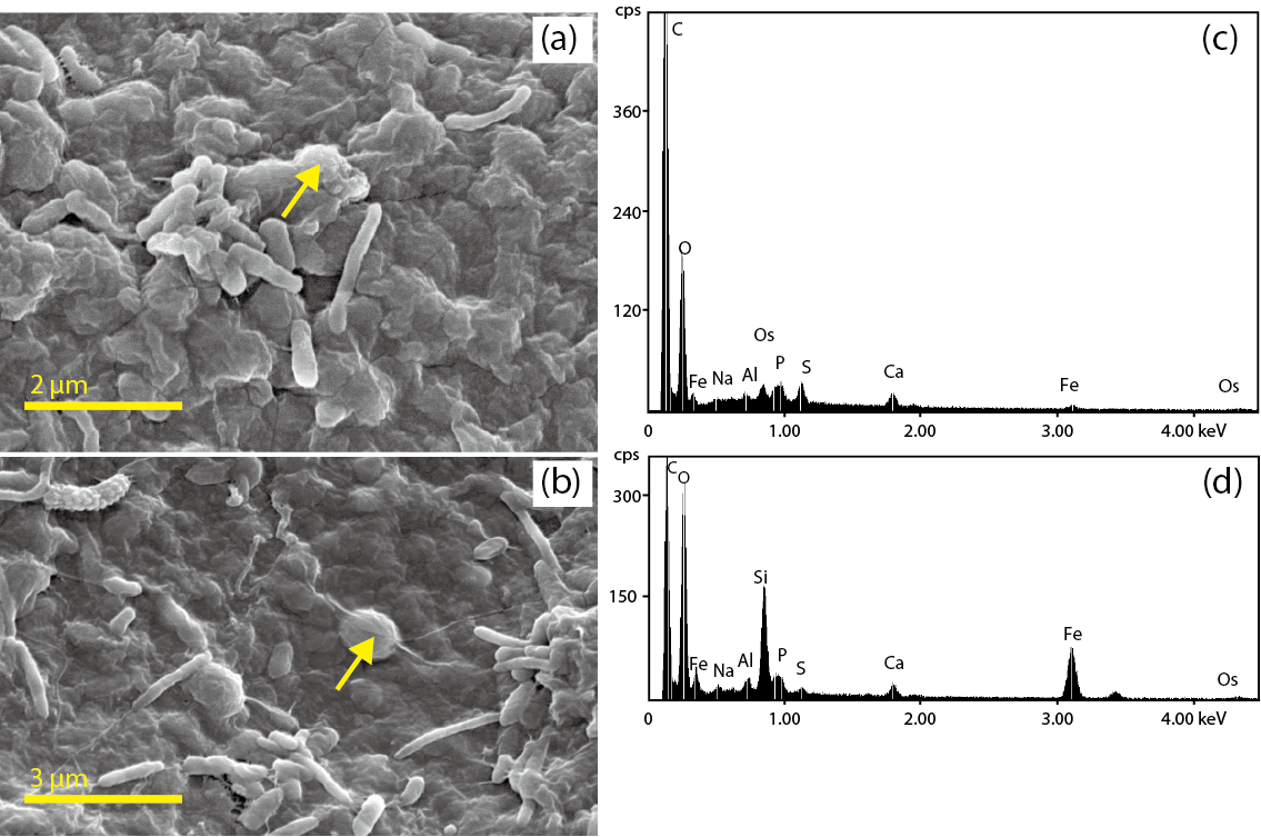 Fig.8-13  Field-emission scanning electron microscope micrograph of biofilms and energy-dispersive X-ray spectroscopic (EDS) analysis