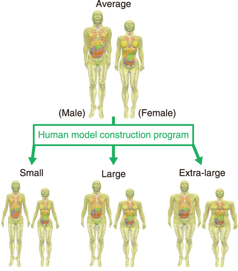 Fig.4-11  Construction of Japanese male (left) and female (right) models by using the developed human model construction program