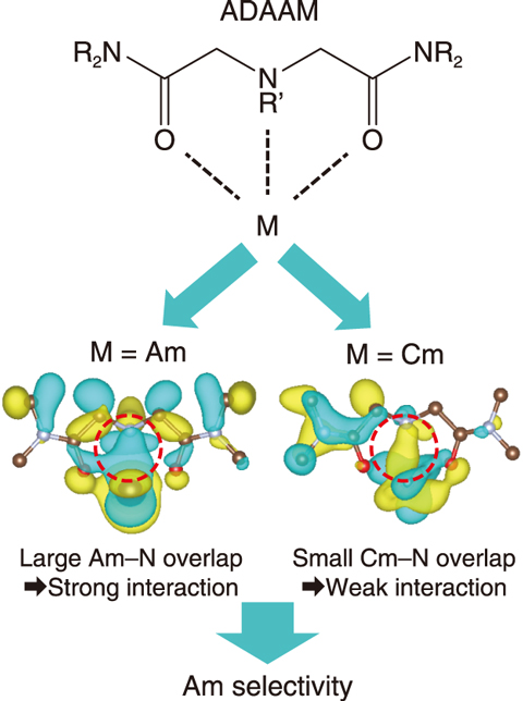 Fig.4-8  Interaction between Am/Cm ions and a molecular of ADAAM ligand