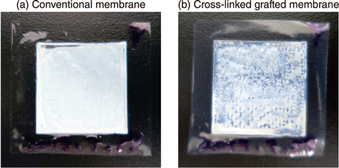 Fig.6-17  Outlook of (a) conventional and (b) cross-linked grafted membrane after membrane Bunsen reaction tests