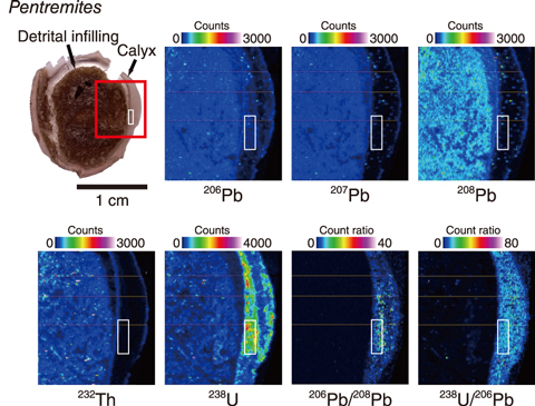 Fig.8-19  Elemental imaging map of the Pentremites sample