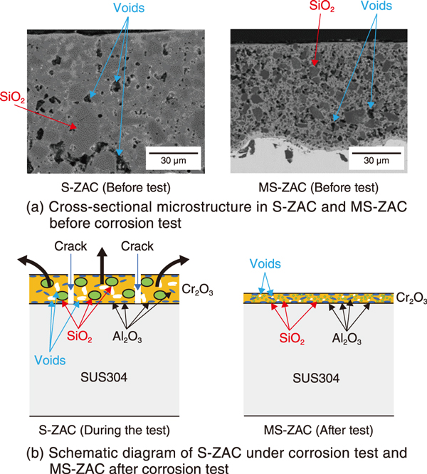 Fig.2  (a) Cross-sectional microstructures of SUS304 coated with S-ZAC and MS-ZAC before the corrosion test, and (b) schematic diagram of S-ZAC under the corrosion test and MS-ZAC after the corrosion test