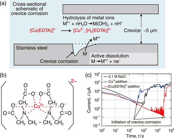 Fig.1  (a) Cross-sectional schematic of crevice corrosion, (b) structural formula of [Cu(EDTA)]<sup>2-</sup>, and (c) inhibition effect of crevice corrosion by [Cu(EDTA)]<sup>2-</sup>