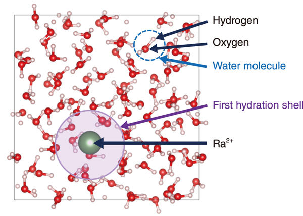 Fig.1  Snapshot of hydrated Ra<sup>2+</sup> simulation