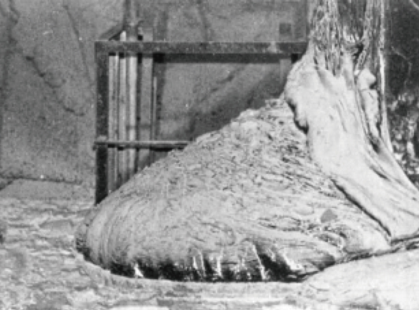 Fig.1  Elephant foot observed immediately after the accident1