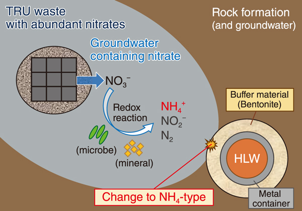 Fig.1  Possible event after co-location disposal of high-level radioactive waste (HLW) and transuranic (TRU) waste (considering the presence of NH<sub>4</sub><sup>+</sup>)