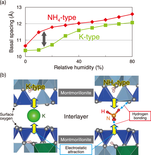Fig.2  Behavior of interlayer cations on K-type and NH<sub>4</sub>-type montmorillonite