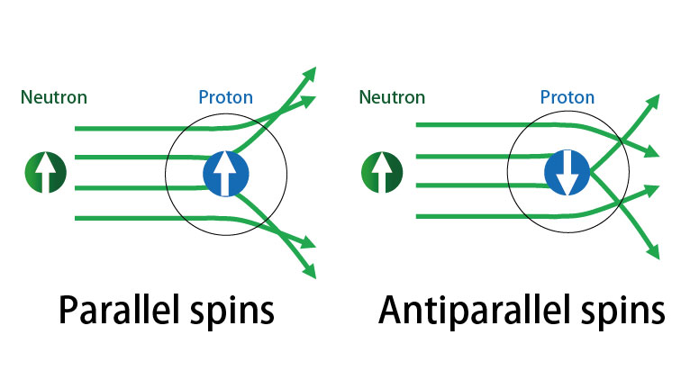 Fig.1 Spin-dependent scattering of neutrons against proton