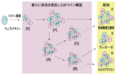 図10-11　推定されたマルチ銅ブルー蛋白質の進化経路