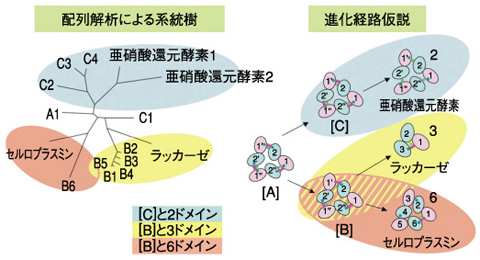 図10-12　アミノ酸配列の解析により得られた系統樹と進化経路仮説