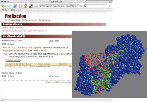 図10-13　RNAと相互作用するタンパク質の立体構造データベース
