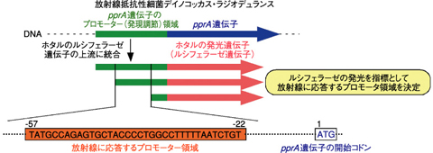 図4-14　pprA遺伝子の放射線応答プロモーター領域の同定