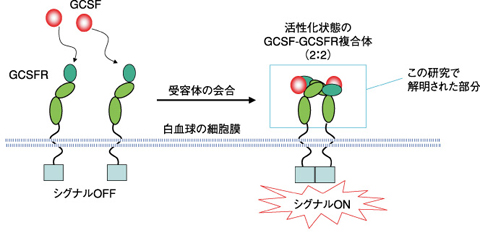 図4-19　ヒトGCSFによるヒトGCSF-Rの活性化