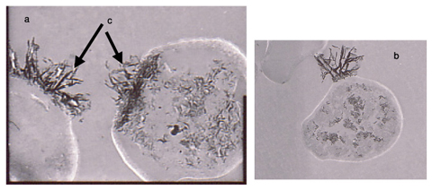 写真6-1　ウラン溶液に添加し、回収した酵母細胞の電子顕微鏡写真（a、b）