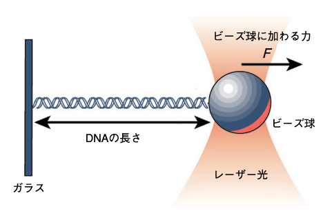 図10-7　光ピンセットによるDNA1分子観測の例