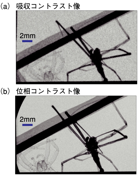 図4-32　本装置で得られたX線を用いた蜘蛛の吸収コントラスト像（a）と位相コントラスト像（b）