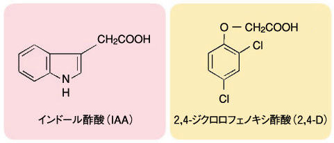 図4-5　オーキシンの構造
