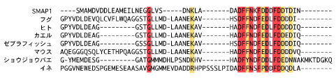 図4-6　いろいろな生物のSMAPのアミノ酸配列