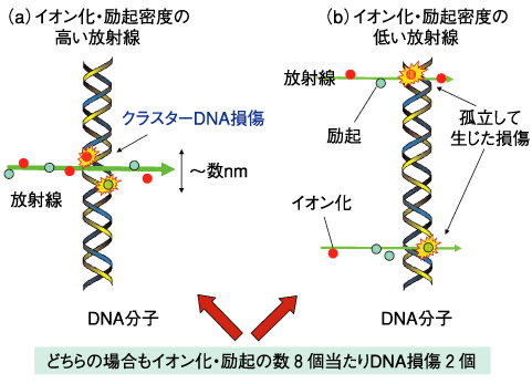 図6-11　放射線によるDNA損傷の生成