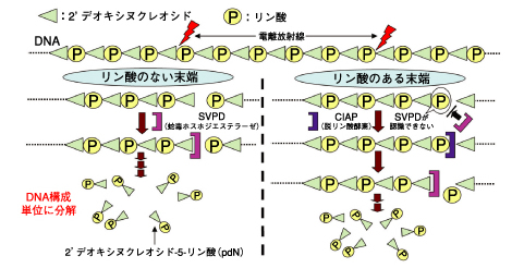 図7-17　蛇毒ホスホジエステラーゼ（SVPD）を用いたDNA切断末端分析の手順