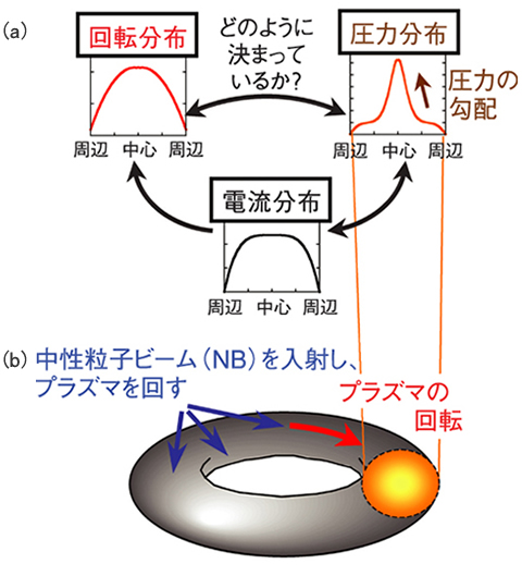 図3-4　（a）自律性の高い高圧力プラズマの概念図 （b）JT-60プラズマの形