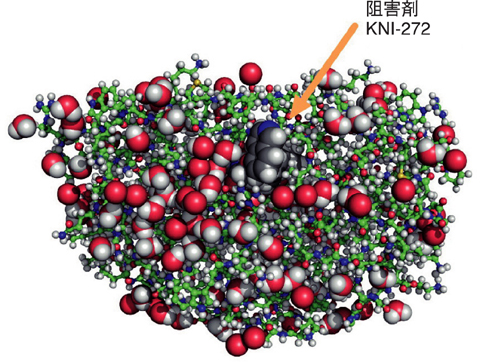 図4-18　HIV-1プロテアーゼと阻害剤KNI-272複合体の水素原子を含む全原子構造