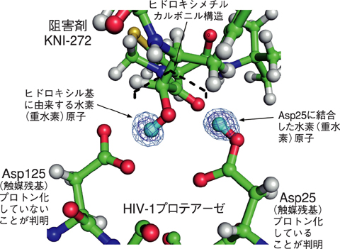 図4-19　HIV-1プロテアーゼの触媒中心の立体構造