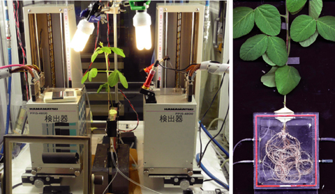 図4-22　ポジトロンイメージングによる撮像の様子（左）と供試したダイズ植物体（右）