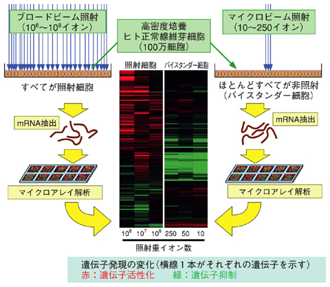 図4-25　バイスタンダー細胞で活性化される遺伝子の網羅的解析