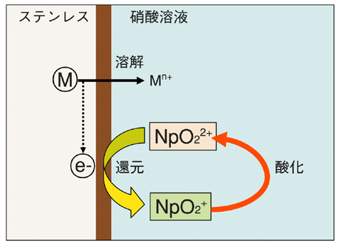 図7-11　Npによる腐食促進作用の模式図