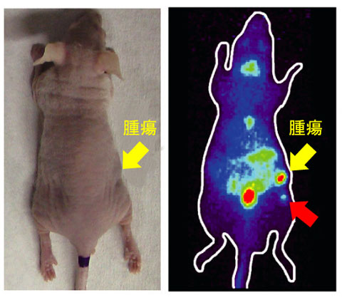 図4-26　褐色細胞腫移植マウス（左）と76Br-MBBG投与3時間後のPET画像（右）