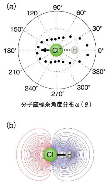 図4-4　（a）Cl＋イオンと同時計測された放出電子の分子座標系角度分布と （b）HOMO-1の分子軌道