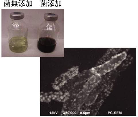 図7-8　鉄還元菌を添加あるいは無添加の白金酸溶液の写真（左上）及び鉄還元菌の電子顕微鏡写真（右下）