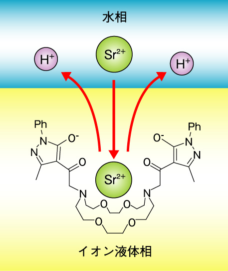 図8-14　β-ジケトン結合クラウンエーテルによるイオン液体へのSr2+の抽出