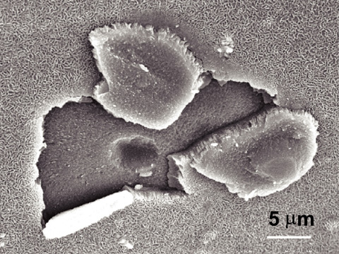 図5-18　Mg溶液中に漬けたガラス固化体の表面写真