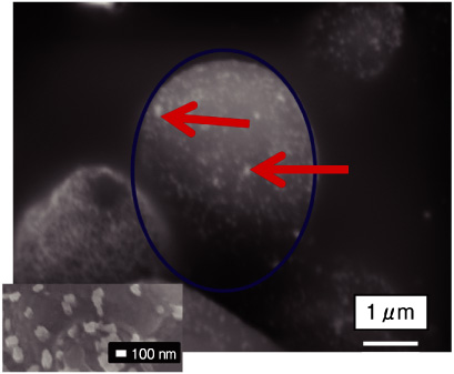 図6-11　セリウム水溶液に酵母を添加して4日間静置したあとの捜査電子顕微鏡写真
