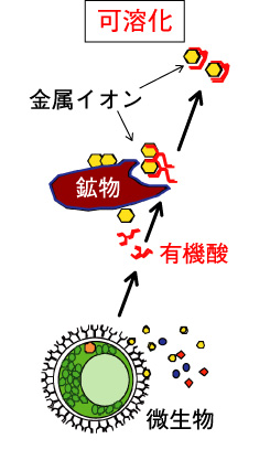 図6-2　微生物の排出する有機酸で土壌の放射性核種が可溶化する機構の模式図