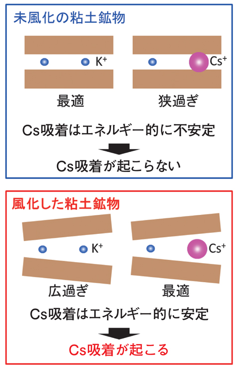 図1-12　風化した粘土鉱物のCs吸着機構